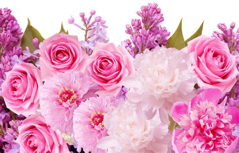 beautiful pink roses pictures|hot pink roses background.